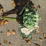 Fake posy of flowers Image 9