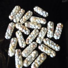 Fertilizer capsules