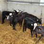 AA Heifer Weanlings Image 3
