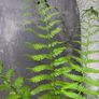 Fern Hardy Outdoor Image 3