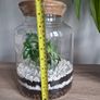 Plant Image 4