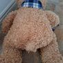 Beautifully Soft Teddy Bear Image 3
