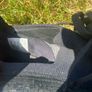 Adidas Predator Accuracy.1 UK Size 12 Image 8
