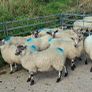 Ewe lambs for sale Image 4