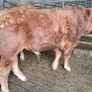 Pedigree registered limousine bulls for sale Image 3