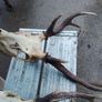sika antlers Image 4