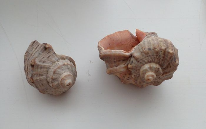 2 seashells for fish tank