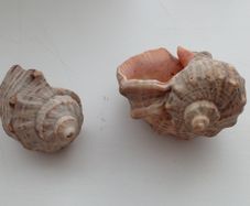 2 seashells for fish tank