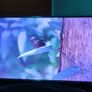 LG 50" 4K LED smart tv Image 6