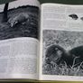 The Irish Wildlife Book Ireland Image 9
