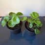Plant Image 2