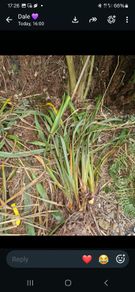 Phormium plants green variety garden perennials tall architectural plants