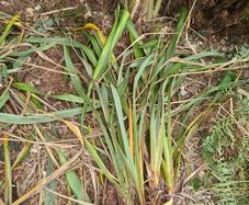 Phormium plants green variety garden perennials tall architectural plants