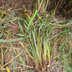 Phormium plants green variety garden perennials tall architectural plants