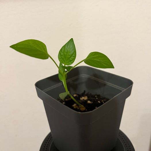 Plant - Paprika/Bell pepper seedlings