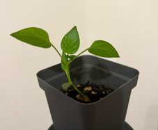 Plant - Paprika/Bell pepper seedlings