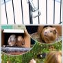 pet pen Image 4