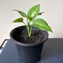 Plant Image 5
