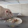 Rat cage and 2 cute rats Image 3