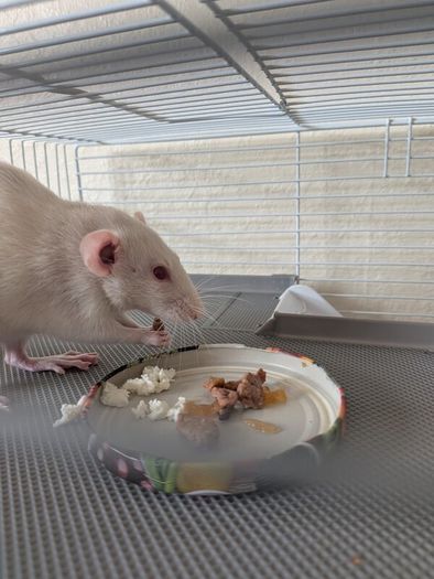 Rat cage and 2 cute rats