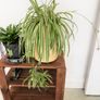 Large spider plant Image 2
