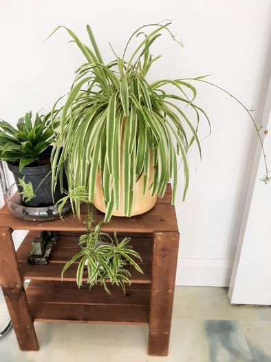 Large spider plant