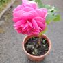 Plant Image 3