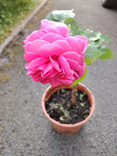 Plant