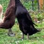 Breeding flock of Indian runner ducks Image 4
