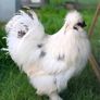 silkies Image 2