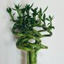 90cm Tall Spiral Lucky Bamboo (each) Image 4