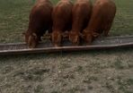 1 Pedigree Limousin Bull & heifers
