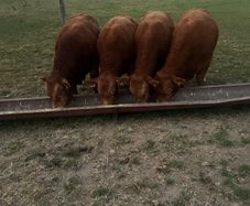 Pedigree Limousin Bulls & heifers