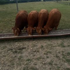 Pedigree Limousin Bulls & heifers