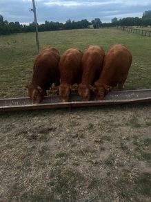 1 Pedigree Limousin Bull & heifers