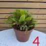 House Plants Image 8