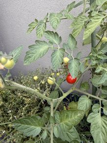 Tomato plant