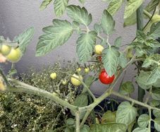 Tomato plant