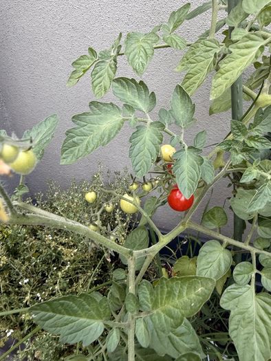 Tomato plant