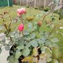 Rose plant Image 2