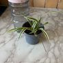 plant  spider plant Image 2