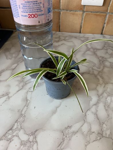 plant  spider plant