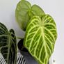 Anthurium Crystallinum Plant Image 2