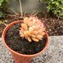 plant Image 3