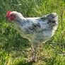 Splash Maran Cockerel Image 2