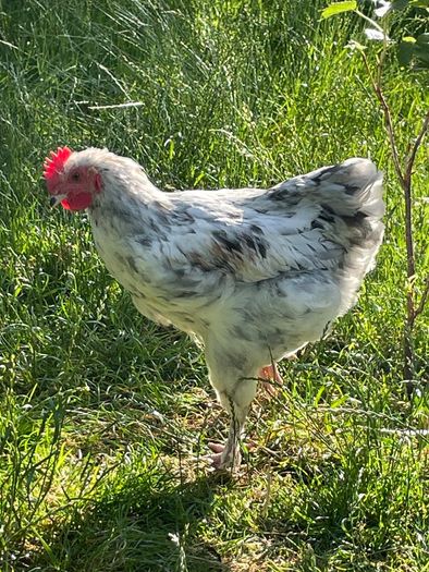 Splash Maran Cockerel
