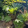 Gunnera Image 2