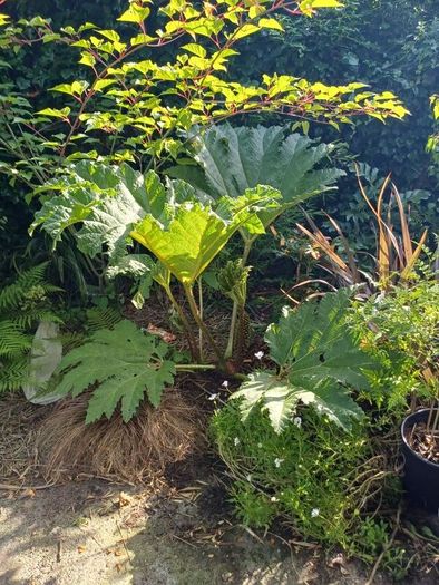 Gunnera