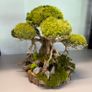 Bonsai Tree with natural moss 30x25cm Image 2