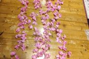 cherry blossom flowers vine